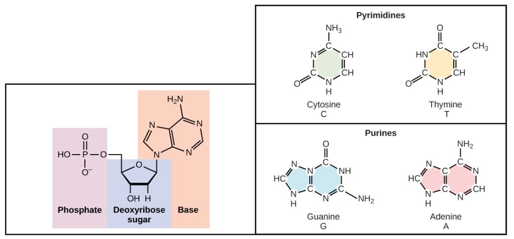 Illustration shows structure of a nucleotide, which is made up of a deoxyribose sugar with a nitrogenous base attached at the 1' position and a phosphate group attached at the 5' position. There are two kinds of nitrogenous bases: pyrimidines, which have one six-membered ring, and purines, which have a six-membered ring fused to a five-membered ring. Cytosine and thymine are pyrimidines, and adenine and guanine are purines.