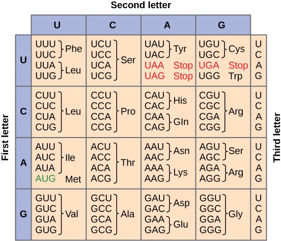 Genetic code table showing 64 codons, each made of three nucleotides (A, U, G, or C) and their associated amino acids. Codons are grouped by their first letter (A, U, G, C). Below is a list of all codons grouped by their first nucleotide:Codons starting with A (Adenine): AAA: Lysine (Lys) AAU: Asparagine (Asn) AAC: Asparagine (Asn) AAG: Lysine (Lys) AUA: Isoleucine (Ile) AUU: Isoleucine (Ile) AUC: Isoleucine (Ile) AUG: Methionine (Met), start codon ACA: Threonine (Thr) ACU: Threonine (Thr) ACC: Threonine (Thr) ACG: Threonine (Thr) AGA: Arginine (Arg) AGU: Serine (Ser) AGC: Serine (Ser) AGG: Arginine (Arg) Codons starting with U (Uracil): UAA: Stop codon UAU: Tyrosine (Tyr) UAC: Tyrosine (Tyr) UAG: Stop codon UUA: Leucine (Leu) UUU: Phenylalanine (Phe) UUC: Phenylalanine (Phe) UUG: Leucine (Leu) UCA: Serine (Ser) UCU: Serine (Ser) UCC: Serine (Ser) UCG: Serine (Ser) UGA: Stop codon UGU: Cysteine (Cys) UGC: Cysteine (Cys) UGG: Tryptophan (Trp) Codons starting with G (Guanine): GAA: Glutamic acid (Glu) GAU: Aspartic acid (Asp) GAC: Aspartic acid (Asp) GAG: Glutamic acid (Glu) GUA: Valine (Val) GUU: Valine (Val) GUC: Valine (Val) GUG: Valine (Val) GCA: Alanine (Ala) GCU: Alanine (Ala) GCC: Alanine (Ala) GCG: Alanine (Ala) GGA: Glycine (Gly) GGU: Glycine (Gly) GGC: Glycine (Gly) GGG: Glycine (Gly) Codons starting with C (Cytosine): CAA: Glutamine (Gln) CAU: Histidine (His) CAC: Histidine (His) CAG: Glutamine (Gln) CUA: Leucine (Leu) CUU: Leucine (Leu) CUC: Leucine (Leu) CUG: Leucine (Leu) CCA: Proline (Pro) CCU: Proline (Pro) CCC: Proline (Pro) CCG: Proline (Pro) CGA: Arginine (Arg) CGU: Arginine (Arg) CGC: Arginine (Arg) CGG: Arginine (Arg)