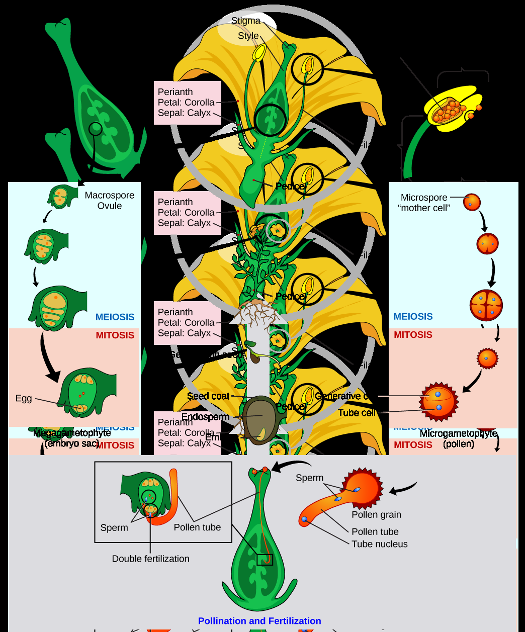 Illustration shows a tulip in cross section at the top of a clockwise circular series of images. An enlargement of the anther shows microsporangium inside. One microspore (the