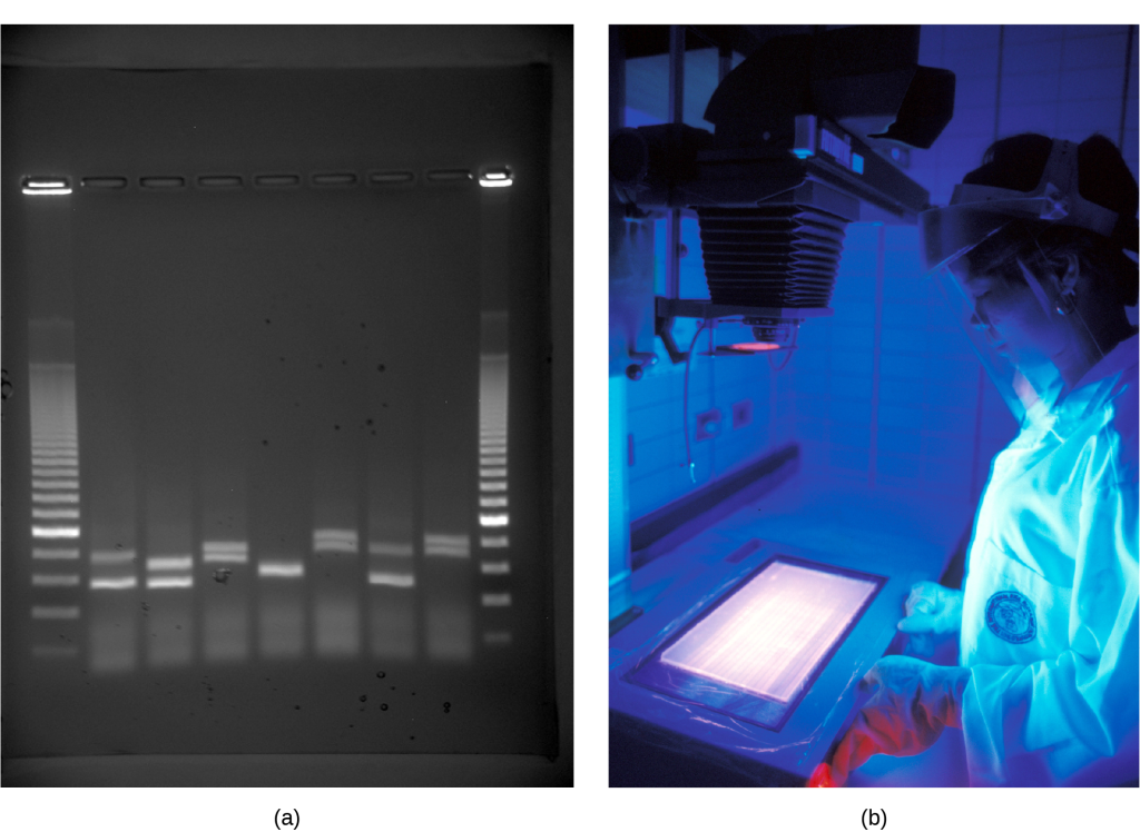 Photo shows an agarose gel illuminated under U V light. The gel contains nine lanes from left to right. Each lane was loaded with a sample containing D N A fragments of differing size that separated as they travelled through the gel from top to bottom. The D N A appears as thin, white bands on a black background. Lanes one and nine contain many bands from a D N A standard. These bands are closely spaced toward the top, and spaced farther apart further down the gel. Lanes two through eight contain one or two bands each. Some of these bands are identical in size and run the same distance into the gel. Others run a slightly different distance, indicating a small difference in size. Image b shows a researcher working at a machine where she is observing D N A under ultraviolet light.