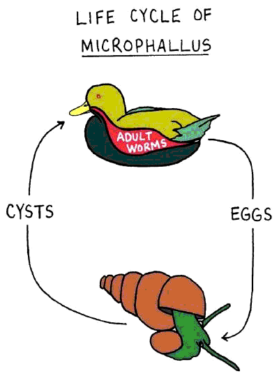 Microphallus is a parasitic flatworm (trematode) with a complex life cycle that involves multiple hosts. It begins with adult worms residing in the intestines of water birds, where they release eggs into the water through bird feces. The eggs hatch into free-swimming larvae (miracidia) that infect the first intermediate host, typically a snail. Inside the snail, the larvae undergo asexual reproduction, producing cercariae, which are then released into the water. These cercariae infect the second intermediate host, often a small crustacean or fish. In this host, the parasite forms cysts (metacercariae), waiting to be ingested by a bird to complete the cycle. When a bird consumes an infected host, the metacercariae develop into adult worms, restarting the cycle.