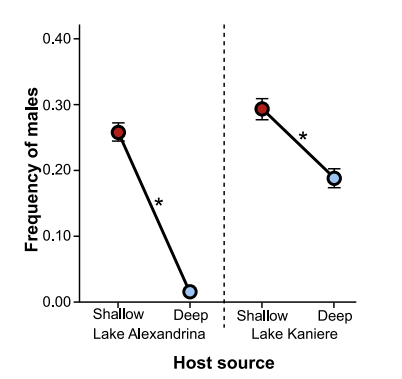 A graph showing the frequency of male Potamopyrgus antipodarum snails across shallow and deep regions of two lakes: Lake Alexandrina and Lake Kaniere. The y-axis represents the frequency of males, ranging from 0.00 to 0.40, while the x-axis shows the host source divided by shallow and deep regions for both lakes. In Lake Alexandrina, the frequency of males significantly decreases from approximately 0.30 in shallow waters to nearly 0.00 in deep waters. A similar trend is observed in Lake Kaniere, where the frequency of males drops from around 0.25 in shallow waters to close to 0.05 in deep waters. Asterisks indicate statistically significant differences between shallow and deep regions for both lakes.