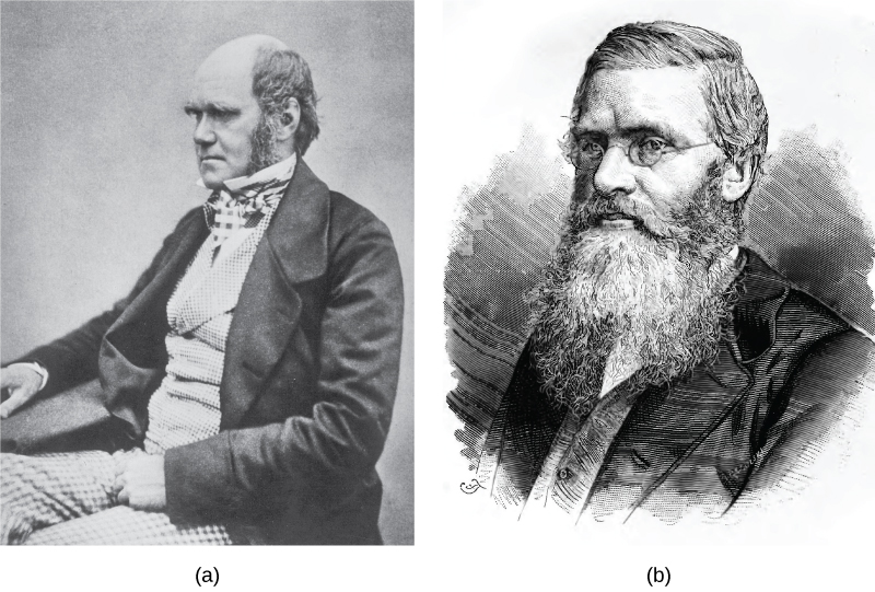 A photograph of a middle-aged Charles Darwin and an illustration of Alfred Wallace.