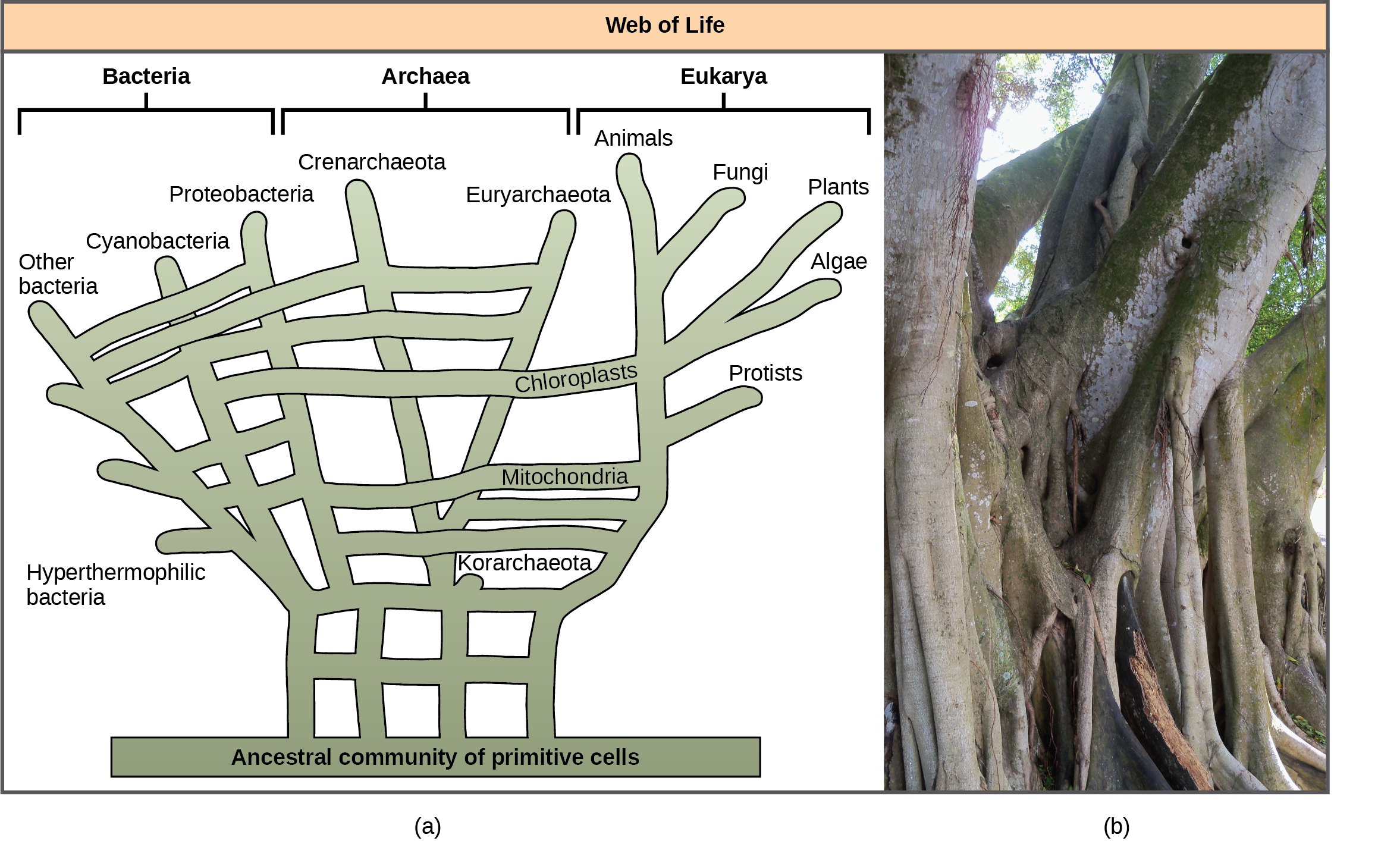 Illustration a shows the web of life. The base of this web is an ancestral community of primitive cells. This pool of ancestral cells gave rise to the three domains of life, shown as bacteria, archaea, and eukarya. However, because of gene transfer and endosymbiosis events, connections occur between the branches at various points. Thus, eukaryotic chloroplasts and mitochondria originated in bacterial lineages, and archaea and bacteria have exchanged genes.