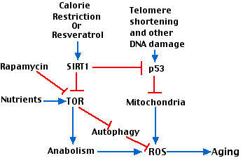 figure attempts to show how various factors involved in aging interact
