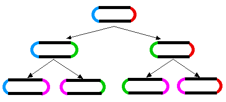 The diagram shows how during cell division, two new poles are formed, one in each of the progeny cells (new poles shown in green for the first generation; magenta for the second). The other ends of those cells were formed during a previous division.