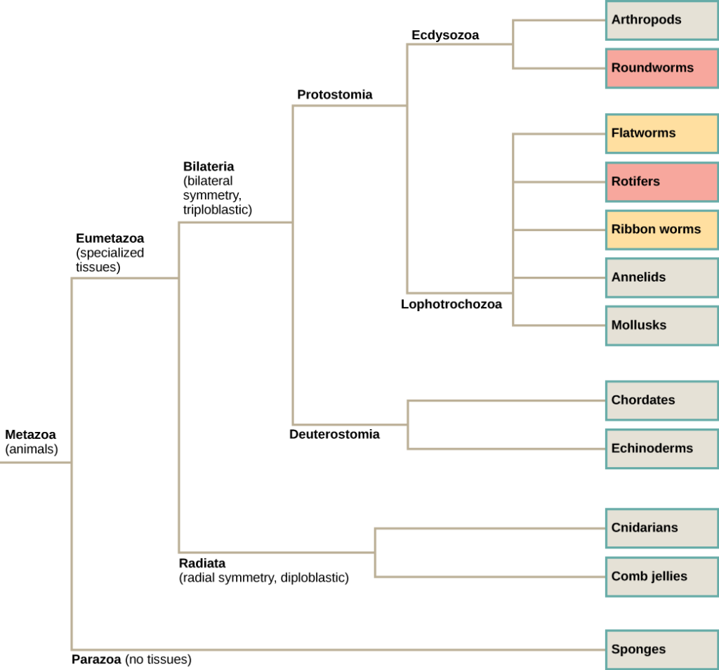 The phylogenetic tree of metazoans, or animals, branches into parazoans with no tissues and eumetazoans with specialized tissues. Parazoans include Porifera, or sponges. Eumetazoans branch into Radiata, diploblastic animals with radial symmetry, and Bilateria, triploblastic animals with bilateral symmetry. Radiata includes cnidarians and ctenophores (comb jellies). Bilateria branches into Protostomia and Deuterostomia, which possess a body cavity. Deuterostomes include chordates and echinoderms. Protostomia branches into Lophotrochozoa and Ecdysozoa. Ecdysozoa includes arthropods and nematodes, or roundworms. Lophotrochozoa includes Mollusca, Annelida, Nemertea, which includes ribbon worms, Rotifera, and Platyhelminthes, which includes flatworms.