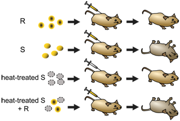 Deyholos, CC0 Diagram illustrating Griffith's experiment on the transformation principle in bacteria. The image shows four experiments on mice. The first mouse is injected with live non-virulent bacteria (smooth strain) and remains alive. The second mouse is injected with live virulent bacteria (rough strain) and dies. The third mouse is injected with heat-killed virulent bacteria and remains alive. The fourth mouse is injected with a mixture of live non-virulent and heat-killed virulent bacteria, leading to the death of the mouse. The diagram visually represents the discovery that the non-virulent bacteria were transformed into virulent bacteria by acquiring genetic material from the heat-killed virulent strain.
