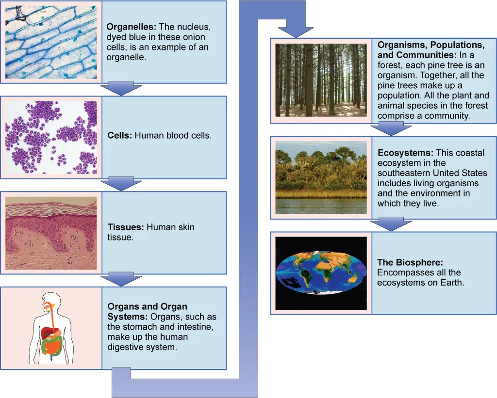 A vertically stacked diagram showing levels of biological organization in ascending order. From bottom to top: molecule, organelle, cell, tissue, organ, organ system, organism, population, community, ecosystem, and biosphere. Each level is represented by a labeled image—such as a DNA helix for molecules, a mitochondrion for organelles, plant and animal cells for cells, cross-sectioned muscle fibers for tissue, a human heart for an organ, the circulatory system for organ systems, a human figure for an organism, a group of deer for a population, deer plus surrounding species for a community, a forested landscape for an ecosystem, and the Earth for the biosphere. The diagram conveys that each higher level encompasses the one below it.