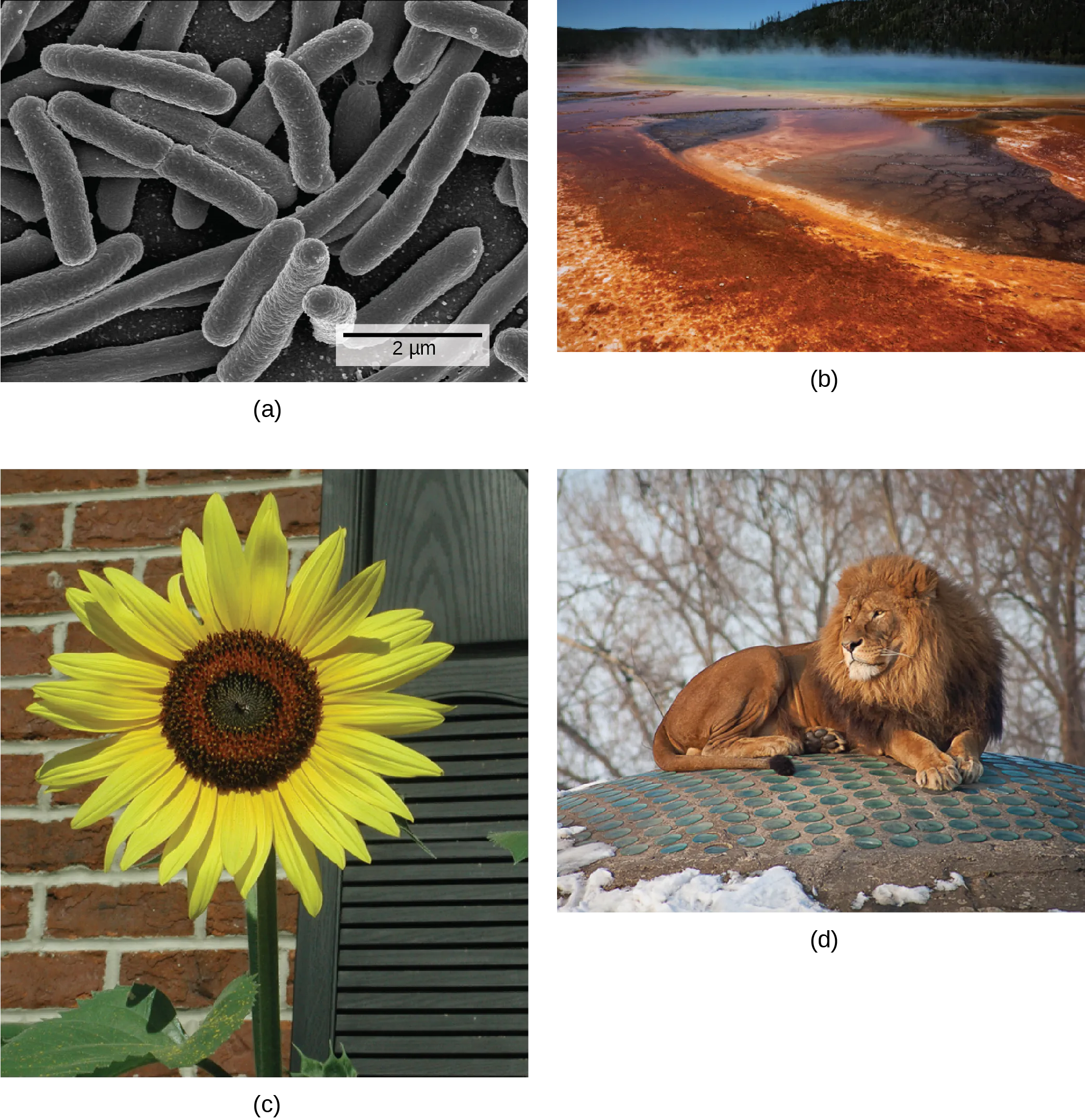 Four images representing the three domains of life. (a) Rod-shaped bacteria in a micrograph, belonging to Domain Bacteria. (b) A hot vent environment inhabited by extremophiles in Domain Archaea, though the organisms themselves are not visible. (c) A sunflower in bloom and (d) a lion standing alert, both representing Domain Eukarya.