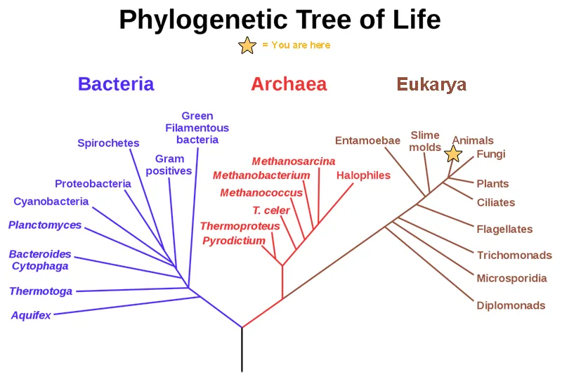 Phylogenetic tree diagram showing evolutionary relationships among Bacteria, Archaea, and Eukarya, with a star marking humans' placement in Animals.