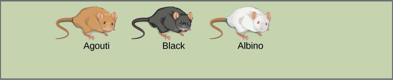 A drawing showing mice with different coat colors: agouti, black, and albino.