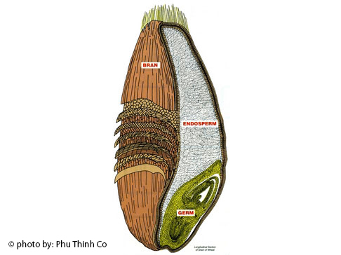 whole grain including the bran, endosperm, and germ.