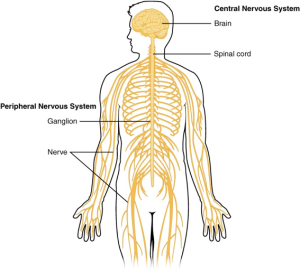 The anatomy of the central nervous system and the peripheral nervous system. The top right mentions the central nervous system that consists of the brain and the spinal cord. The lower left mentions the peripheral nervous system that includes the ganglion and the nerves.
