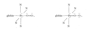 Diagram of the hemoglobin molecules with and without oxygen bonded.