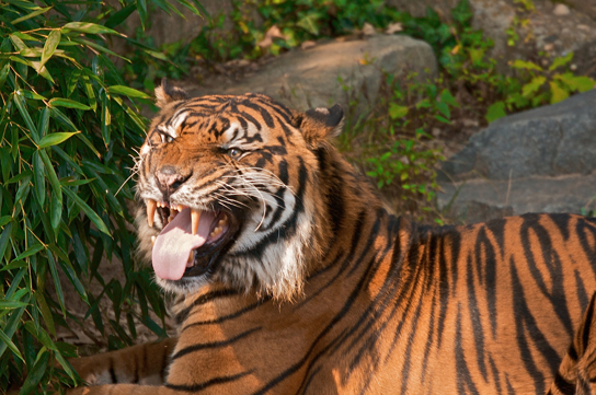 A tiger is displaying the flehmen response.