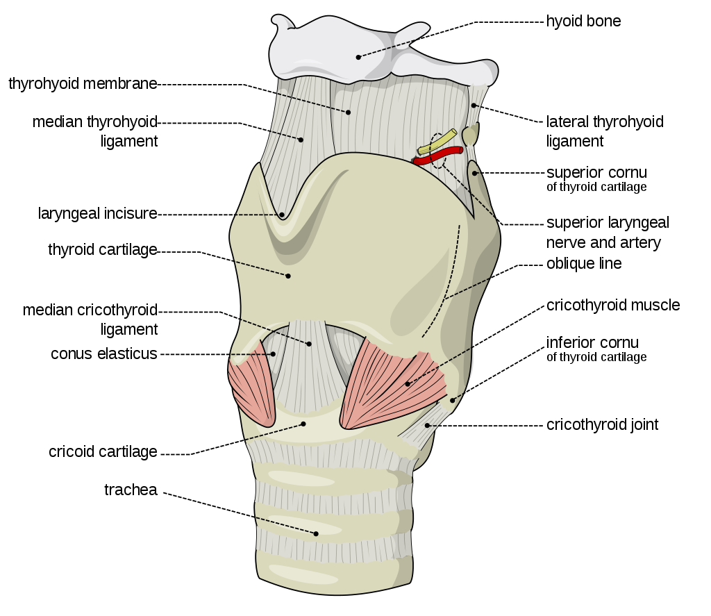The larynx is shown from the front view. It is also labelled with its various different parts.