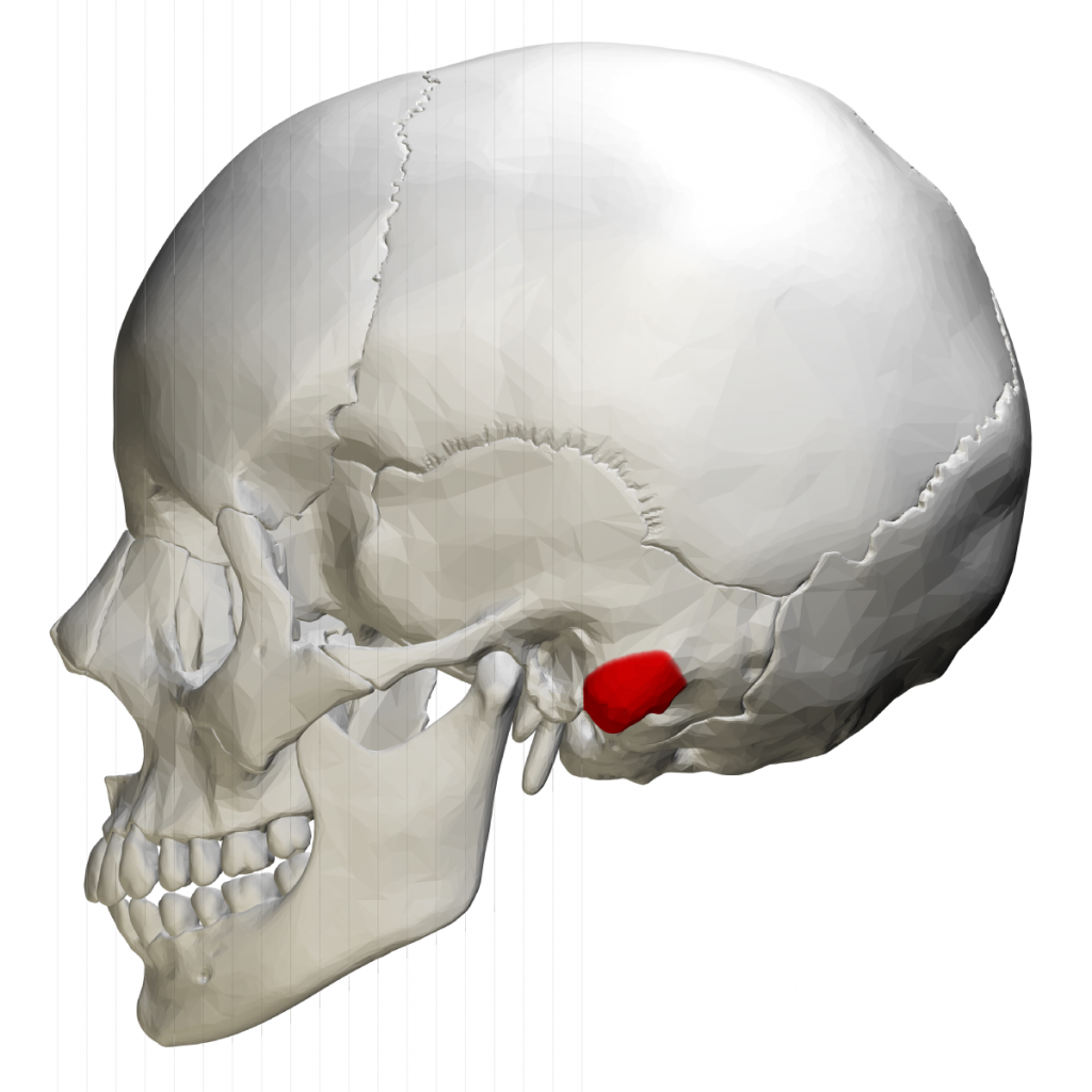 The profile of a skull is shown. The mastoid bone is highlighted in red. The mastoid bone is just behind your jaw and below your ear.