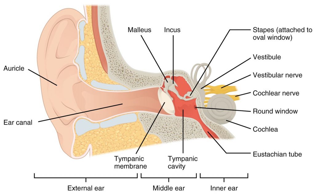 The anatomy of the ear is shown. The inner ear is more specifically labeled. It comprises of the cochlea and three rings of vestibular organs.
