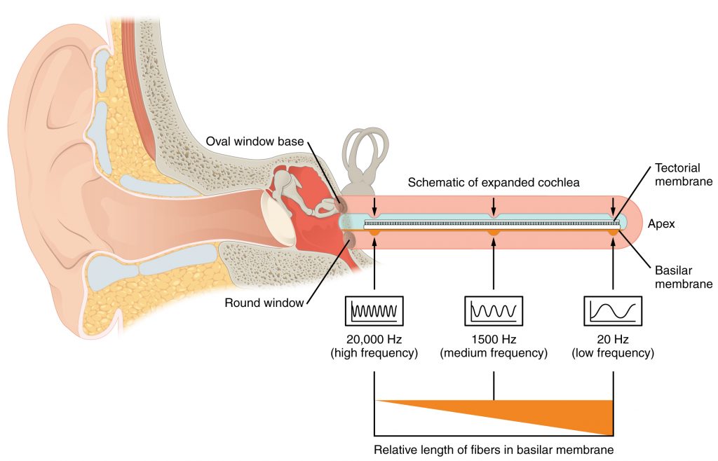 The picture shows the ear and what the cochlea would look like if it were unrolled. It shows that high frequencies are heard at the base of the cochlea, the area closest to the ossicles. And the apex of the cochlea the lower frequencies are heard. It is organized like a piano with sounds in between falling in an order of pitch from high to low.