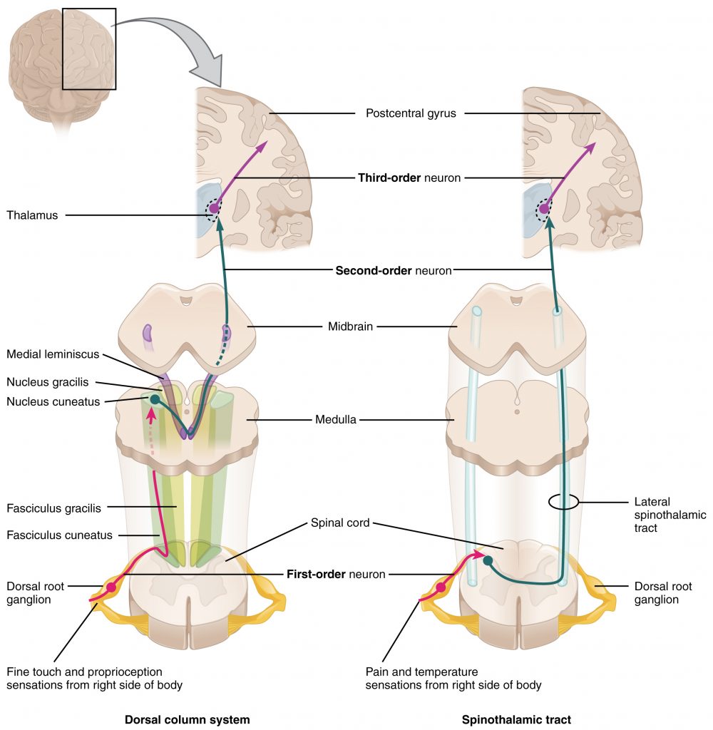Illustration of axons and synapses in spinal cord, brainstem, thalamus, and cerebral cortex.