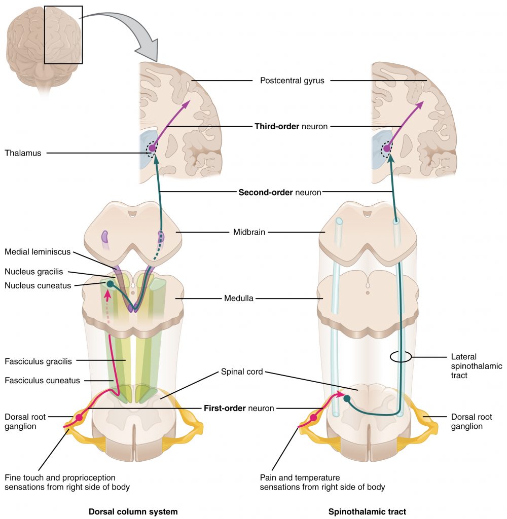 sensation in the brain