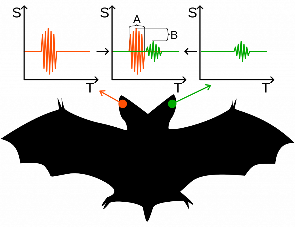 A diagram shows an exaggerated version of the ITD and ILD of a noise a bat hears. Since the noise arrives louder and faster to the left ear, the noise came from the left.
