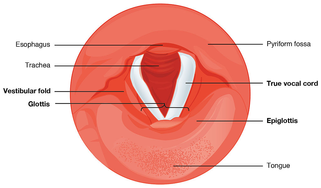 The top of the larynx is shown. Two triangular shapes partially cover the opening. These are the vocal chords.