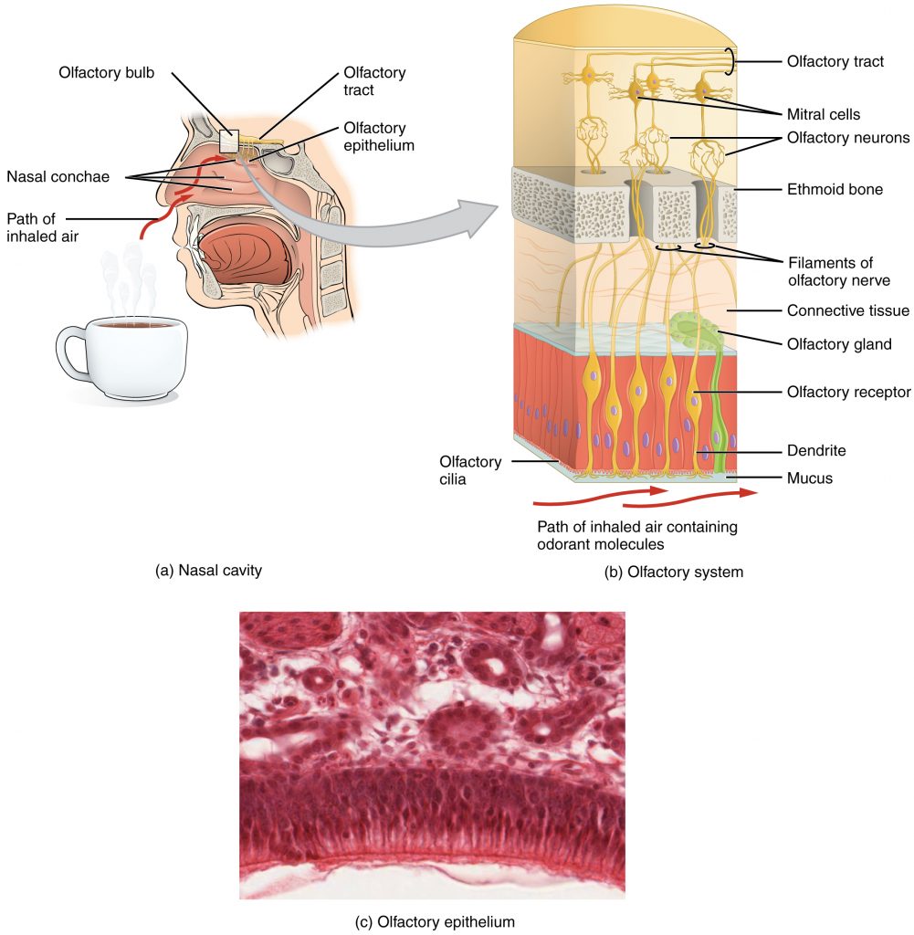 The overall anatomy of the nasal cavity is depicted and labelled. From there, a cross section is shown with everything from the olfactory tract to the mucus. Finally, there is a realisitc image of the olfactory epithelium.