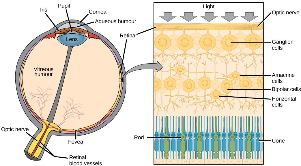 A cross section of the retina is shown above. The image shows the many layers of cells light goes through to be detected.