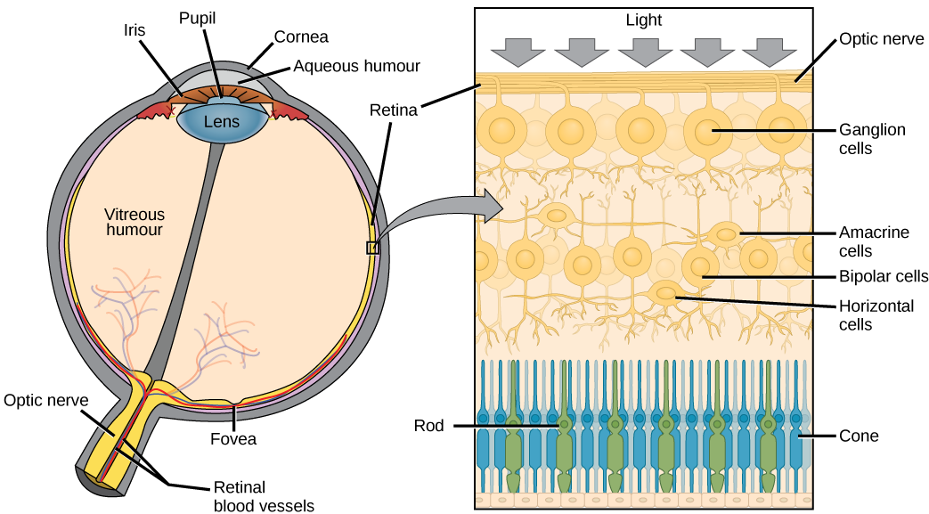 A cross section of the retina is shown above. The image shows the many layers of cells light goes through to be detected. 