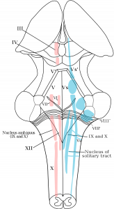 Taste Pathways – Introduction to Sensation and Perception