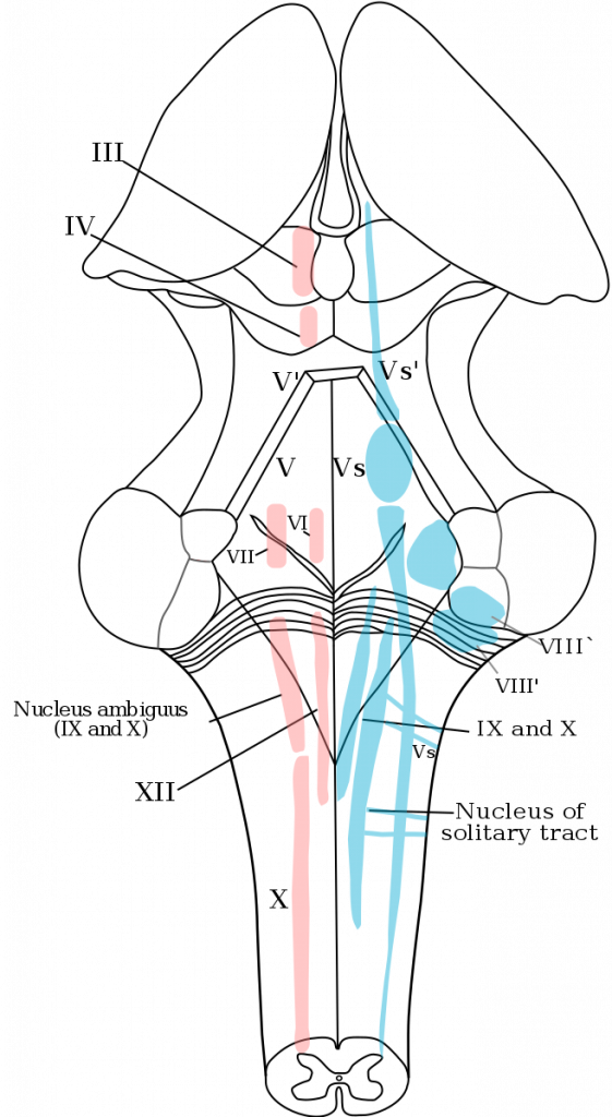 Depicts a posterior view of the brain with the thalamus dissected out and the cerebellum removed. The 4th ventricle is splayed open in the center of the image. Major motor (red) and sensory (blue) nuclei are depicted.