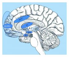 Appetite – Introduction to Sensation and Perception