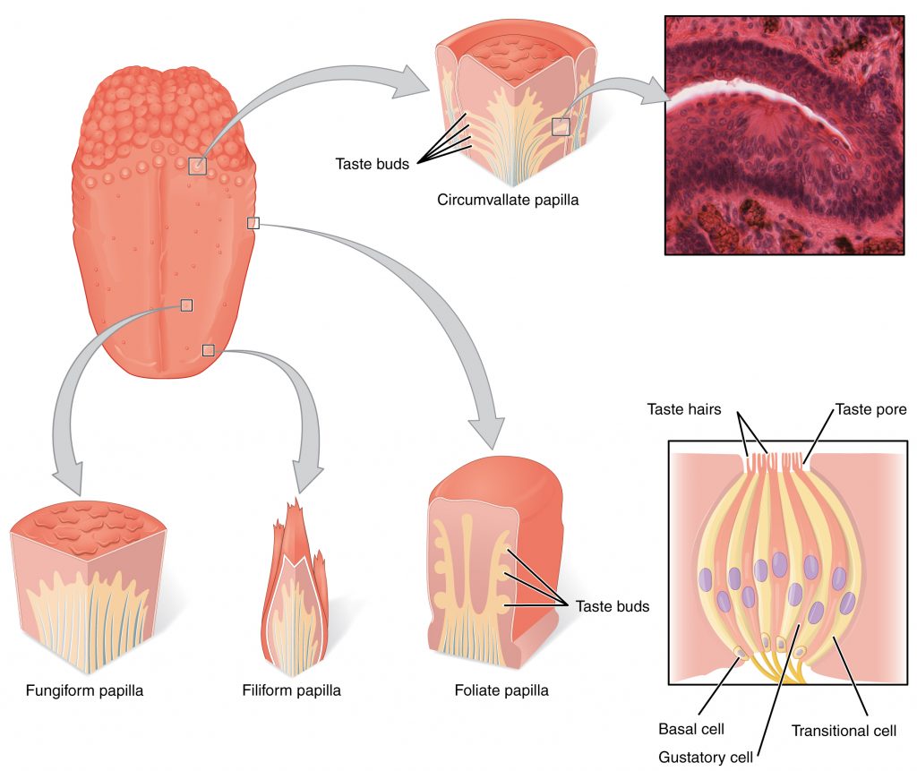 A tongue is depicted with various types of papillae pointed out. The taste cells/hairs are also depicted in a zoomed in portion.