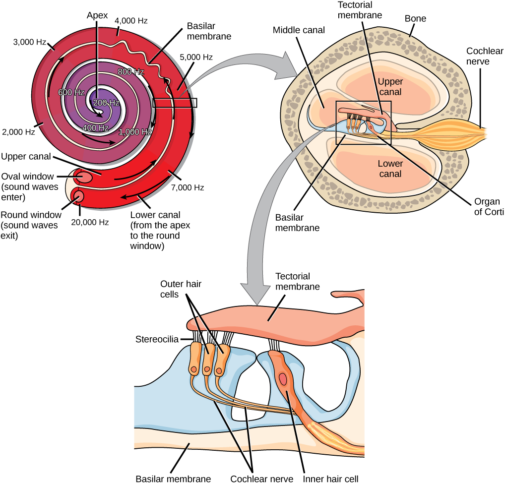 The images shows the transduction of sound information from the hair cells in the cochlea to the auditory nerve.