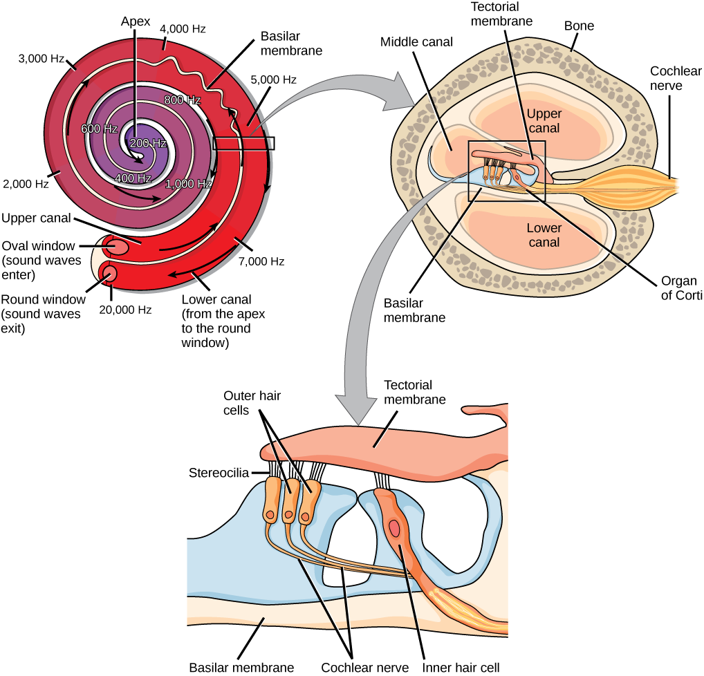 The images shows the transduction of sound information from the hair cells in the cochlea to the auditory nerve. 