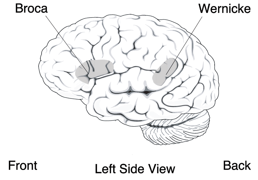 The image shows Broca's area which is around the intersection of the frontal and temporal lobes. It also shows Wernicke's area which is around the intersection of the temporal and parietal lobes.