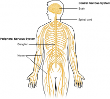 The Central and Peripheral Nervous System – Introduction to Sensation ...