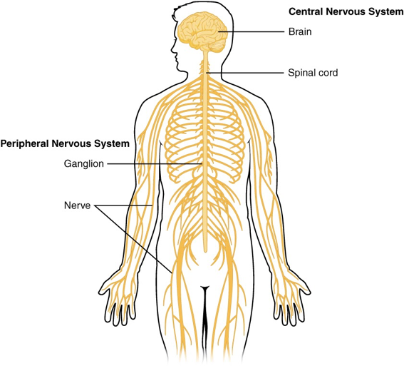 human-central-nervous-system-diagram-file-nervous-system-diagram