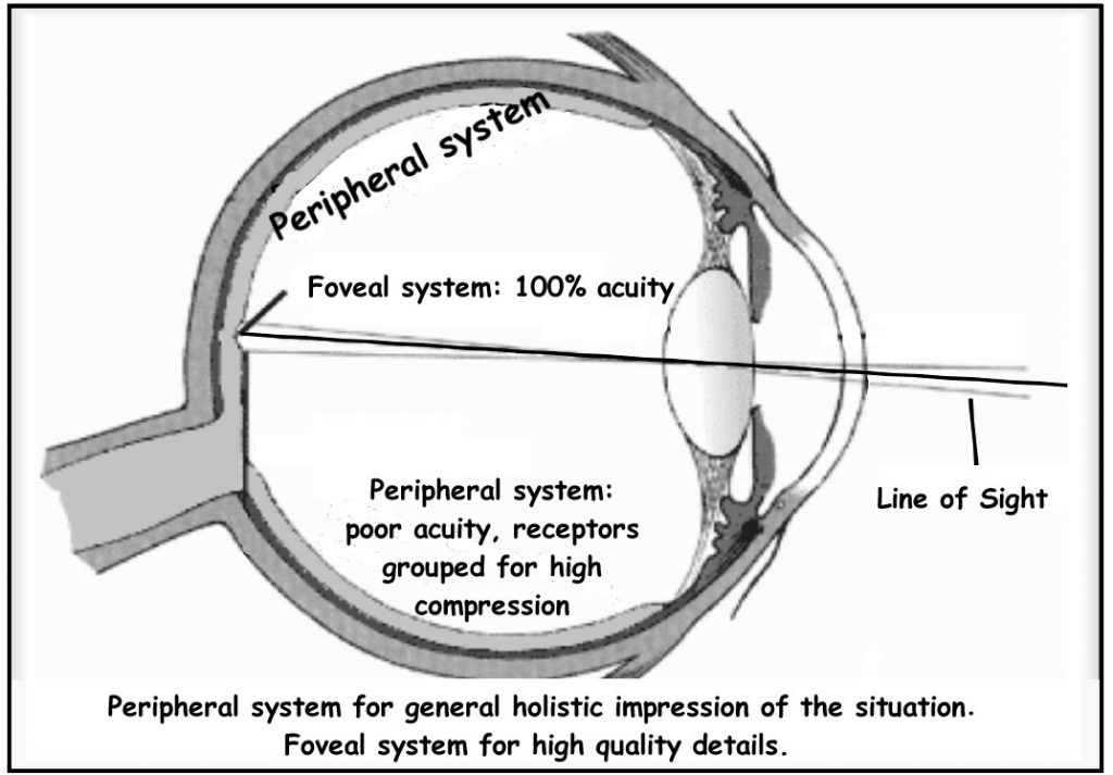 The fovea is your line of vision with 100% accuracy. The peripheral system makes up the rest of your retina. It is good for viewing holistically.
