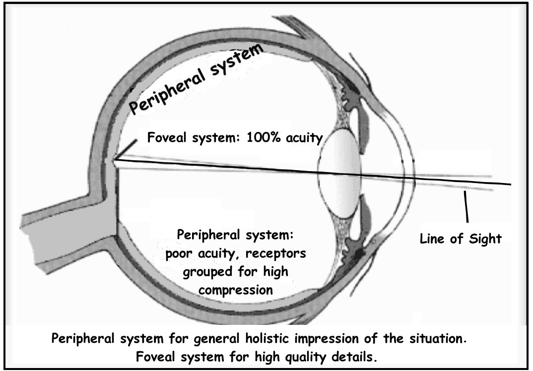 Eccentricity Introduction to Sensation and Perception