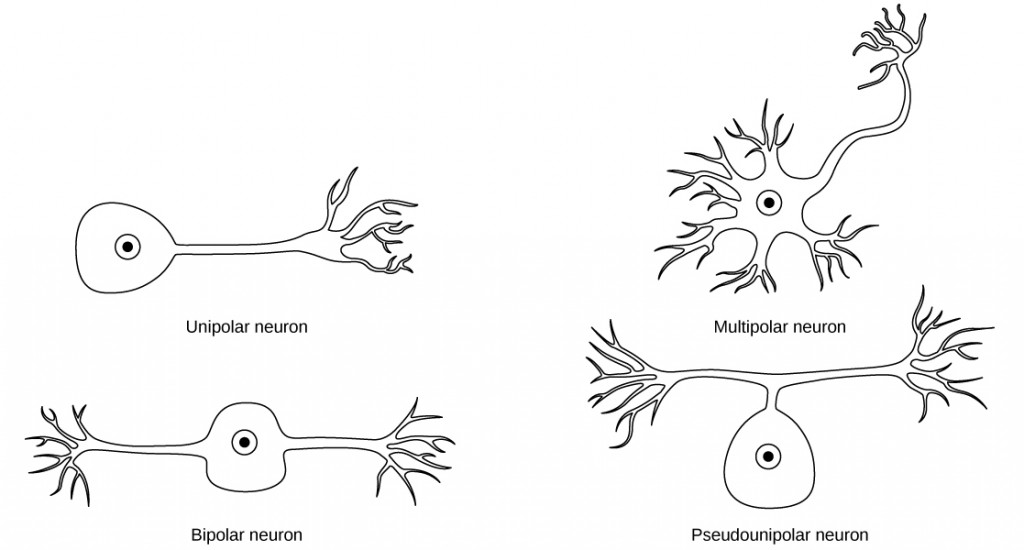 Four neurons types are shown in the image. The first is a unipolar cell. It has a circular cell body with an axon extending in one direction and branches splitting off into axon terminals. The next is a bipolar neuron which is a circular cell body with axons projecting in two directions at a 180 degree angle. Each set of axons branches off into either dendrites or an axon terminal. The third is a pseudounipolar neuron. Here the cell body comes off of the axons to make a T shape. The last neuron is multipolar neuron. Here there are plenty of dendrites directly connected to the cell body. Then there is a single axon projecting out from the cell into an axon terminal.
