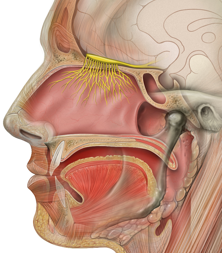 This shows a detailed image of the anatomy of the mouth and the nose. I want to call attention to the hole/pathway which connects the two.