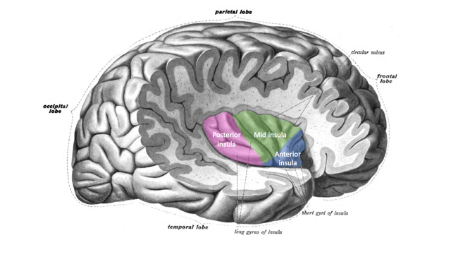 This image divides the insula into its anterior, mid, and posterior regions, with each being denoted by different colors.