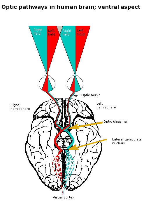 A ventral view of the brain, with color indicating the pathways for information from the left and right visual fields through the left and right eyes to the left and right lateral geniculate nucleus to the left and right hemispheres of the brain.
