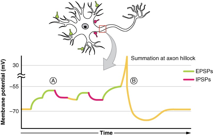 Cartoon of a neuron with a box around the base of the axon indicating that's where the voltage traces, which swoop up and down in a panel on the bottom of the figure, are measured