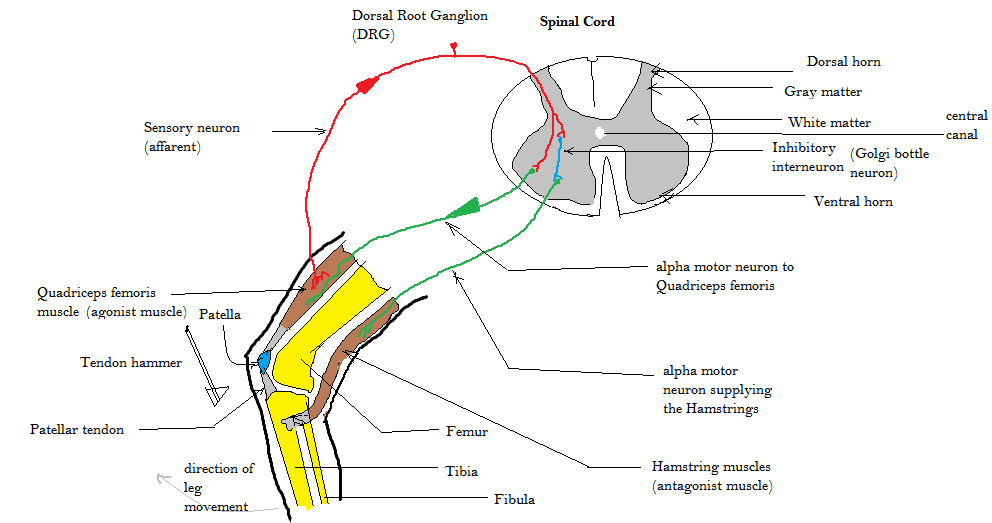 It is a complex diagram showing the anatomy of your hip and leg. Drawn over that is the circuit in which the knee-jerk reflex acts. The signal from the tap under the knee sends a signal up to your spine. Your spine then responds with the reflex information which sends a signal to the muscles in your leg to straighten.