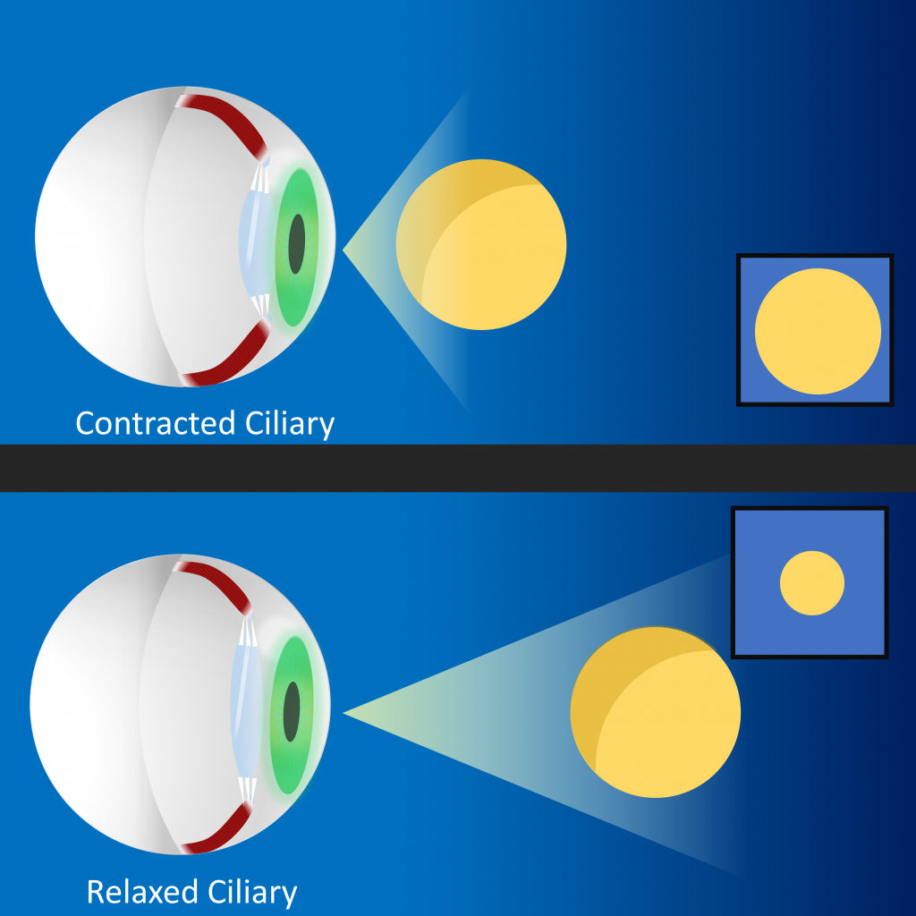 Oculomotor and Monocular Depth Cues Introduction to Sensation and