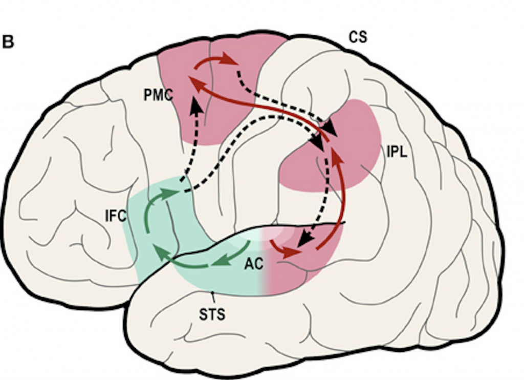 ventral and dorsal stream